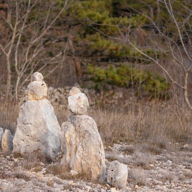 日光の下で捕獲された野生生物の森