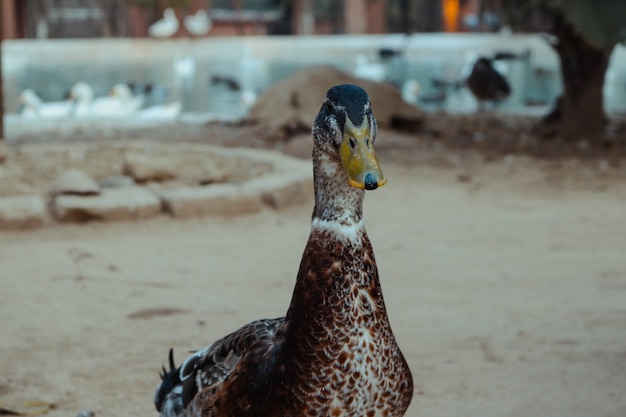 Free photo wildlife green animal beautiful drake