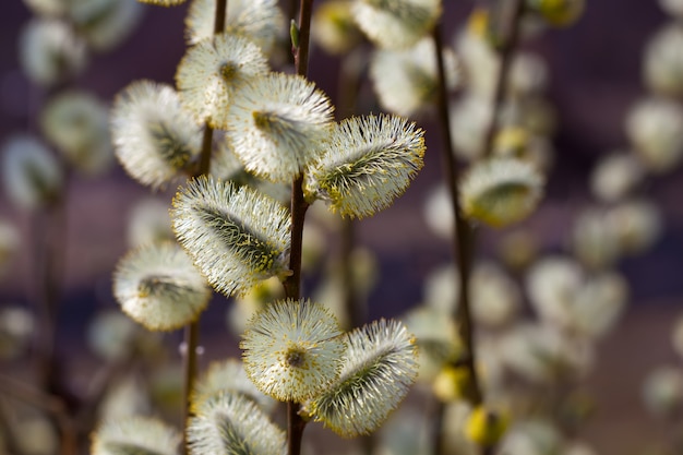 Free photo willow branches with buds