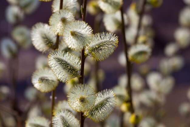 Willow branches with buds