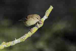 Free photo willow warbler phylloscopus trochilus, malta, medsiterranean