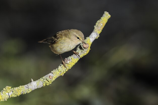 キタヤナギムシクイPhylloscopustrochilus、マルタ、Medsiterranean