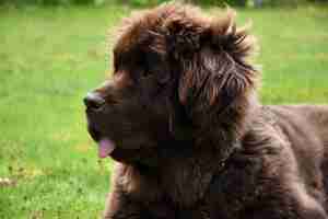 Foto gratuita vento che soffia la pelliccia sull'orecchio di un cane newfie marrone cioccolato