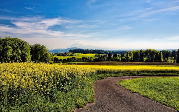 Free photo winding road beside field of yellow petaled flowers