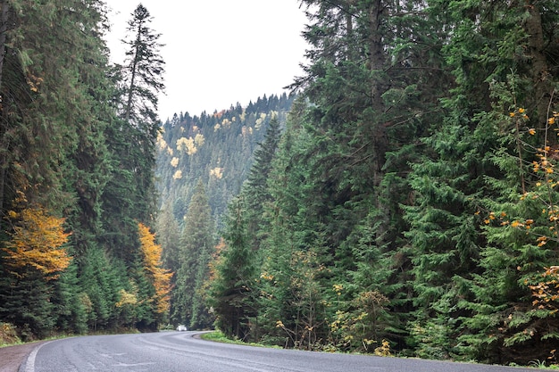 Foto gratuita strada tortuosa in zona montuosa in un bosco di conifere
