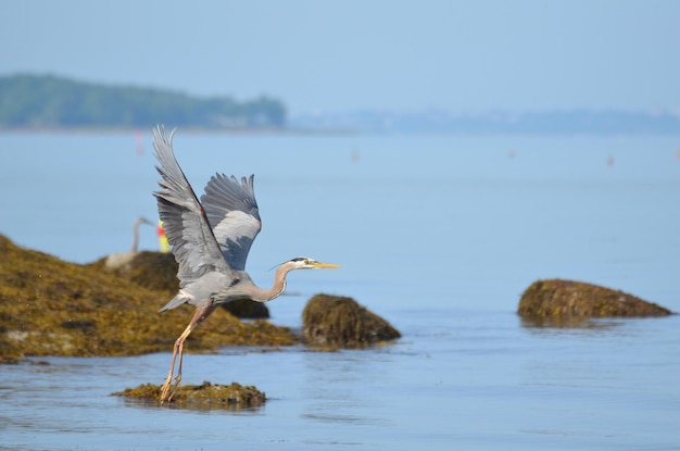 Free photo wings of great blue heron spead in flight.