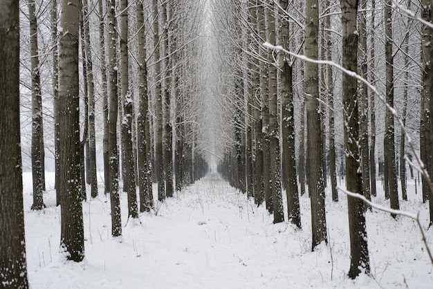 スイスの樹木と雪のある冬の路地