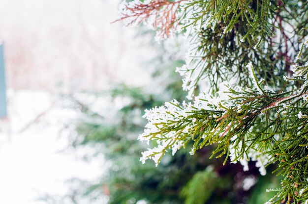 冬の背景、コピースペースと霜の松の枝のクローズアップ。冬の風景。雪の多い森の曇りの冬の風景。冬の背景。