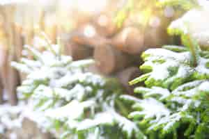 Free photo winter background