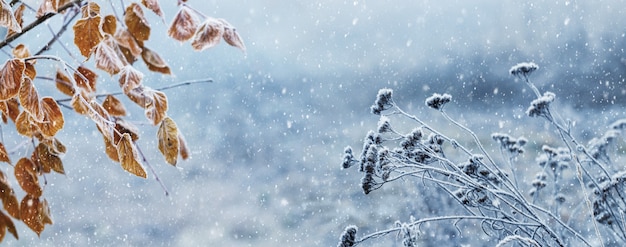 Зимний рождественский и новогодний фон с заснеженными и морозными растениями и сухими листьями во время снегопада