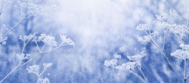 Зимний рождественский и новогодний фон с заснеженными растениями во время снегопада