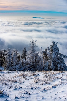 Winter christmas forest with falling snow and trees. winter scene with snowy forest.