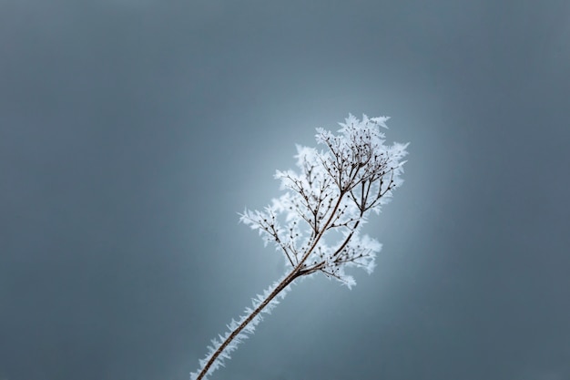 나뭇가지에 눈이 내리는 겨울 개념