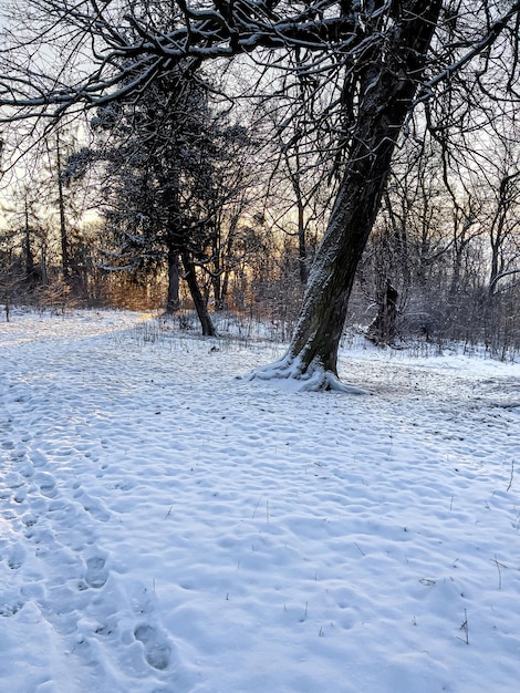 Foresta invernale nelle prime ore del mattino all'alba