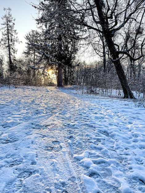 Foto gratuita foresta invernale nelle prime ore del mattino all'alba