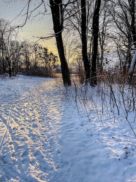 Free photo winter forest early in the morning at sunrise