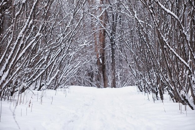 冬の森の風景。雪に覆われた背の高い木々。公園で1月の凍るような日。 Premium写真