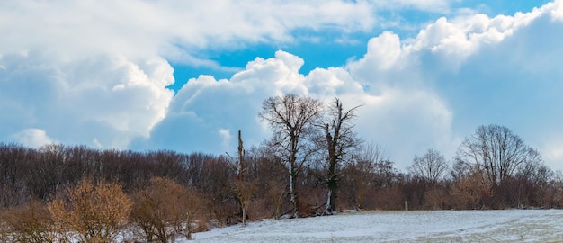 Зимний лес с красивым небом в солнечную погоду Premium Фотографии