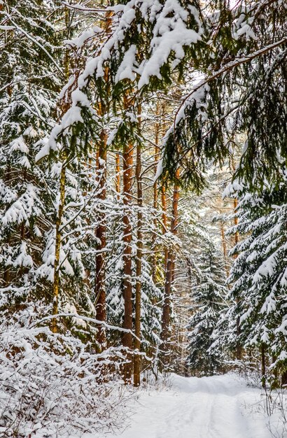 Winter forest with pines and snowy coniferous trees white snowy path and twigs covered with snow