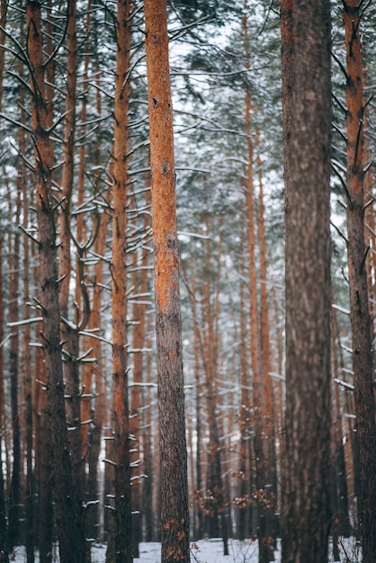 Зимний лес со снегом на деревьях и полу