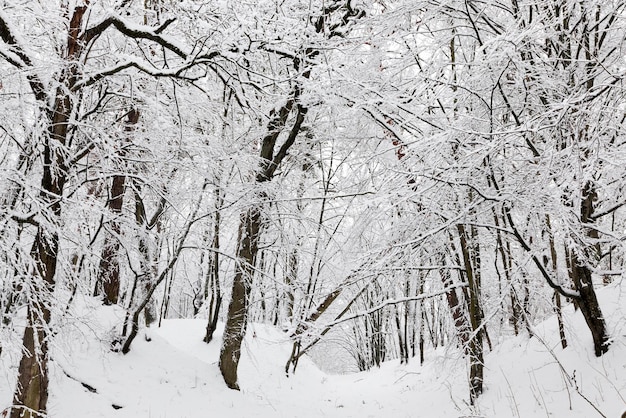 Зимний лес с деревьями без листвы, покрытый снегом и ледяной лес в зимнее время года
