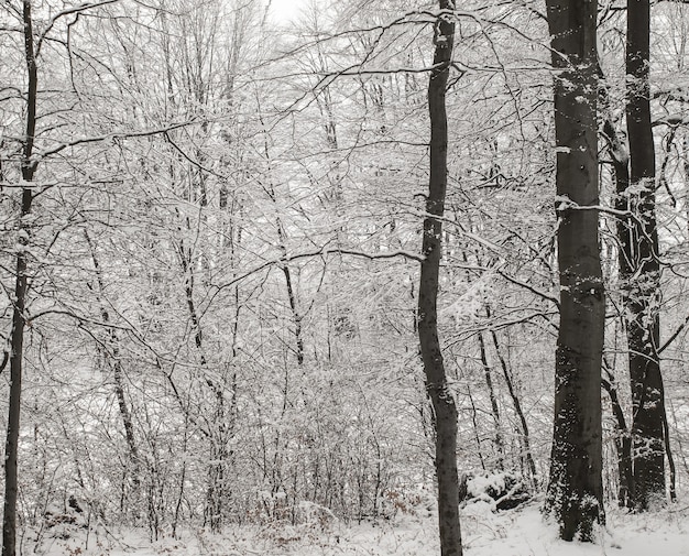 Foto gratuita inverno nella foresta