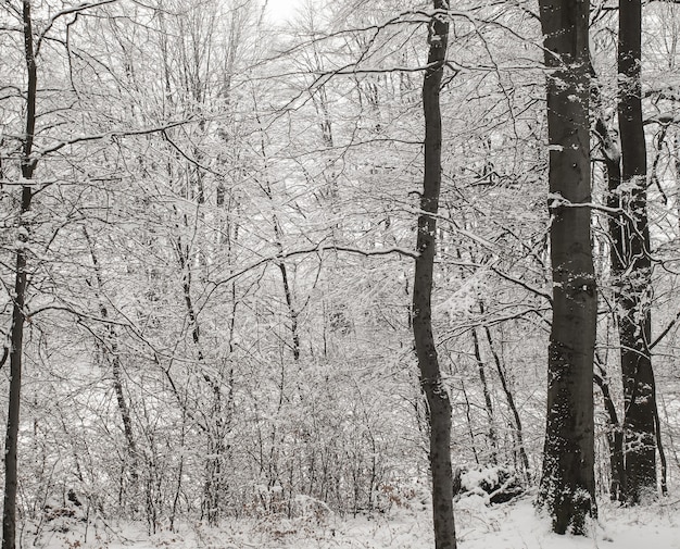 Free photo winter in forest