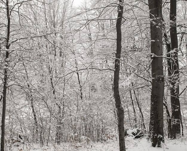 Winter in forest