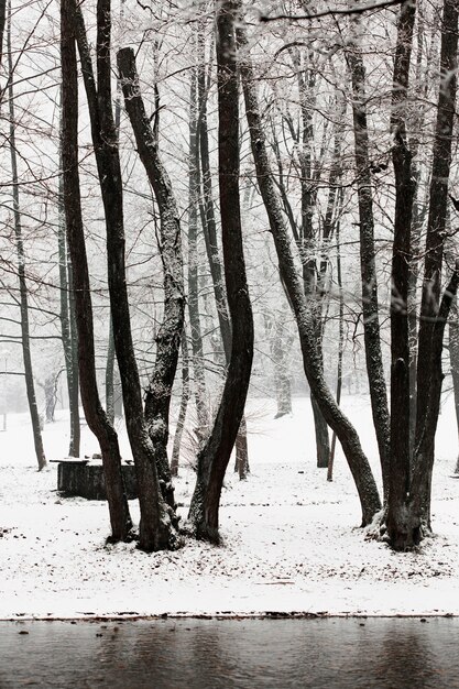 Winter frozen trees and river