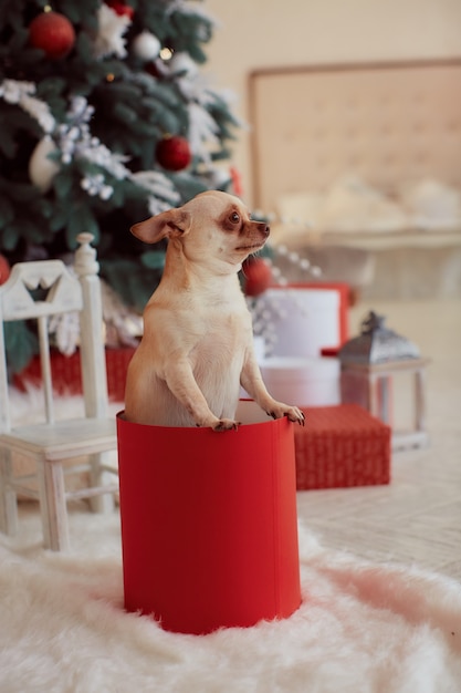 Winter holidays decorations. Funny little dog chihuahua sits 