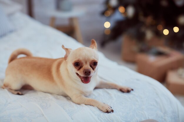 Winter holidays decorations. Warm colors. Funny little dog chihuahua sits 