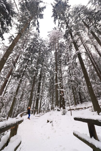 Зимний пейзаж в густом лесу с высокими деревьями, покрытыми снегом