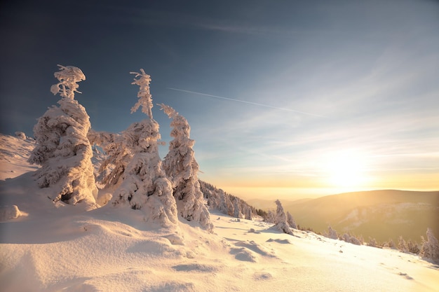 山​の​日没​の​雪​に​覆われた​松​の​木の間​の​冬​の​風景