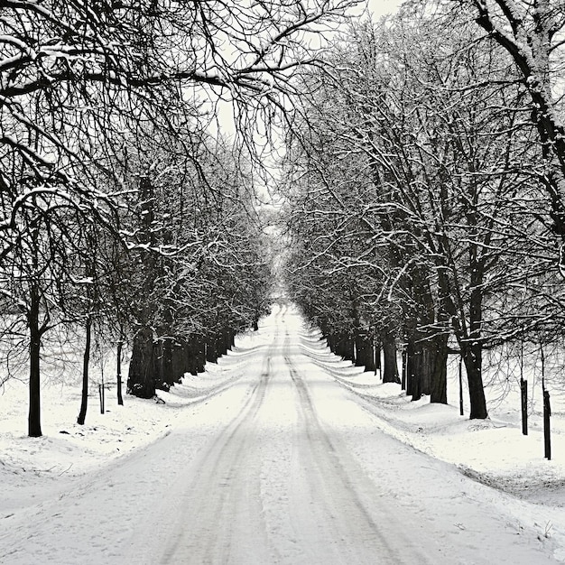 冬の風景森の中の凍るような木雪に覆われた自然美しい季節の自然の背景