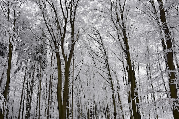 Paesaggio invernale - alberi gelidi nella foresta. natura coperta di neve bello naturale stagionale