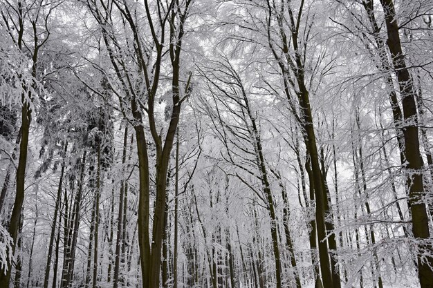 Winter landscape - frosty trees in the forest. Nature covered with snow. Beautiful seasonal natural 