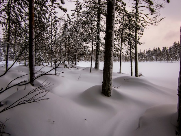 Winter landscape in oulanka national park, lapland, northern finland