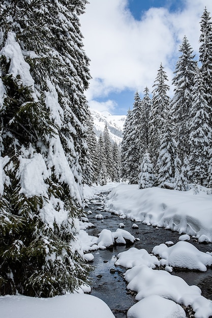 Winter landscape on sunny day on a background of mountains pine forest and snow