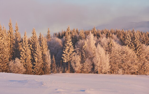 зимний пейзаж деревьев, фон с мягкими бликами и снежными хлопьями