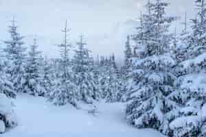 Free photo winter landscape trees and fence in hoarfrost, background with some soft highlights and snow flakes