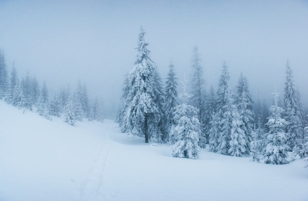 winter landscape trees in frost and fog.