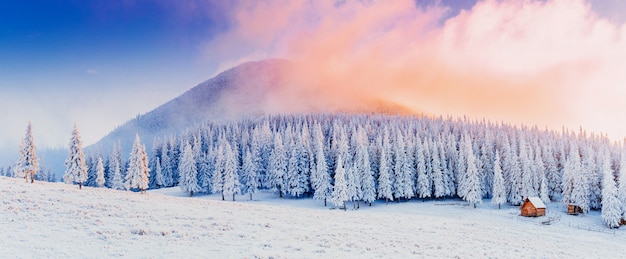 Winter landscape trees in frost