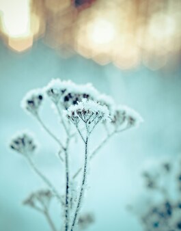 Зимний пейзаж. зимний пейзаж. замороженный цветок