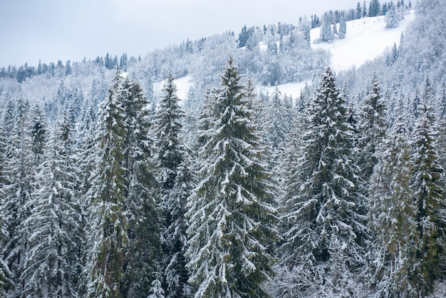 Winter landscape, wintry scene of frosty trees on snowy foggy background. snow cowered pine trees, winter background. cold and snowy winter mountains.