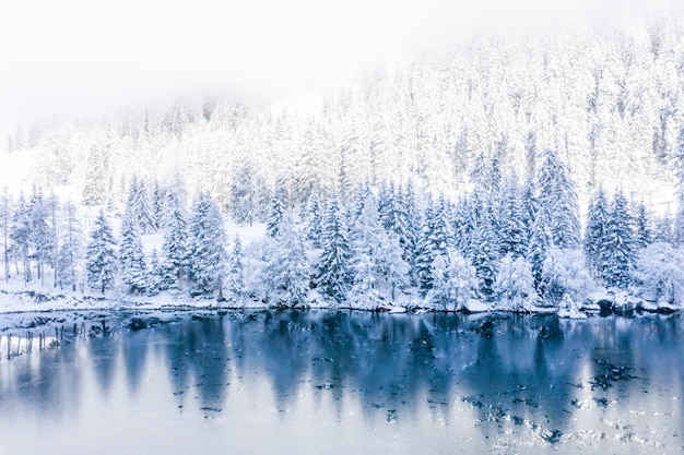 A winter landscape with a lake surrounded by snow-covered trees in the early morning