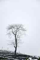 Free photo winter landscape with leafless tree