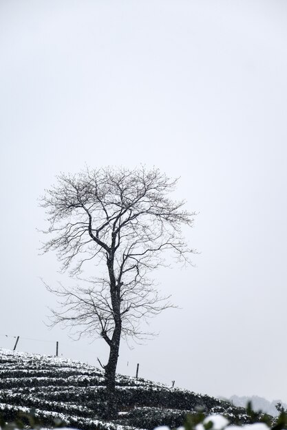 Winter landscape with leafless tree