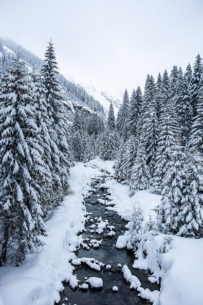 눈 덮인 나무와 멋진 전망이 있는 겨울 풍경