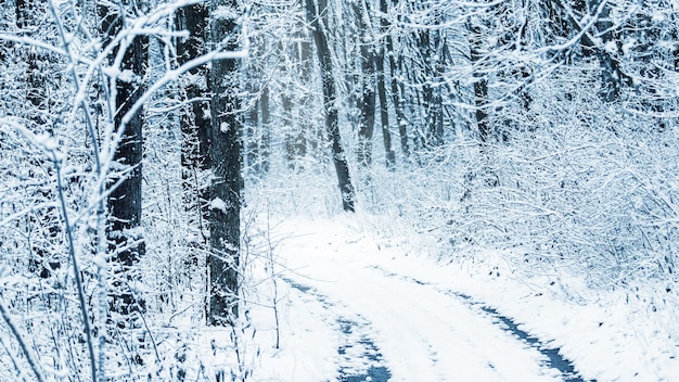 울창한 숲에 눈 덮인 나무가 있는 겨울 풍경