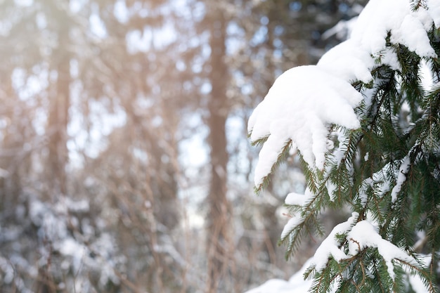 Зимний пейзаж со снегом на деревьях
